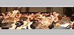softcellliveazzanox110904_24.JPG